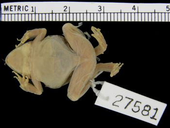 Media type: image; Herpetology A-27581